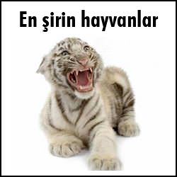 Aslan, evinde oturan kadını yedi - 1