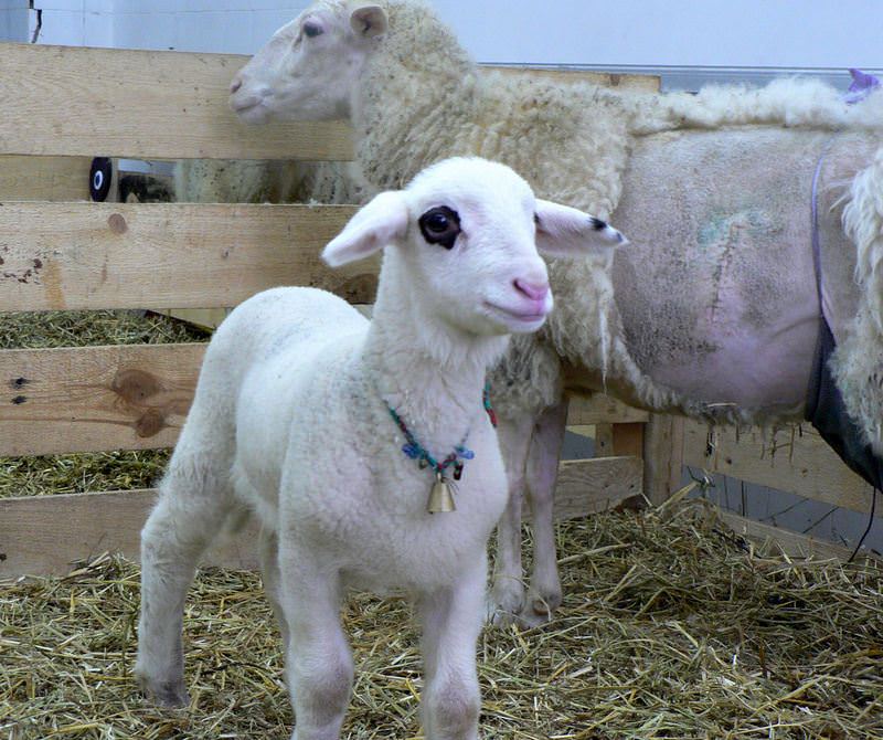 Türkiye’nin ilk klon canlısı öldü