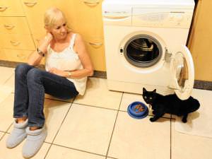 7 canlı kedi! - 1