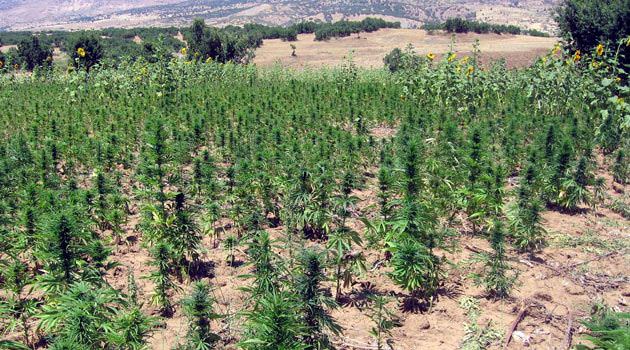 Silahların gölgesinde esrar tarlaları