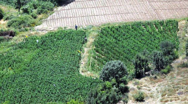 Silahların gölgesinde esrar tarlaları