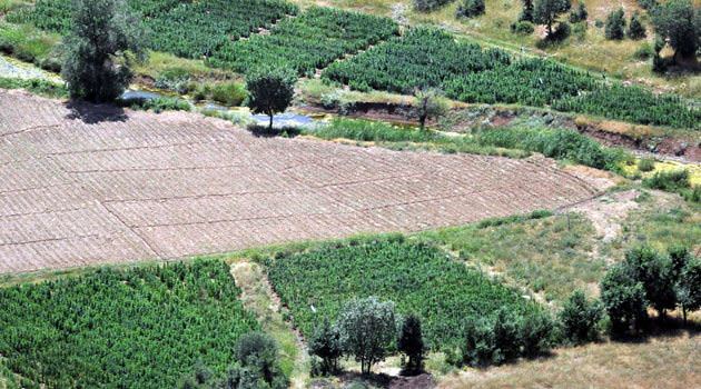 Silahların gölgesinde esrar tarlaları