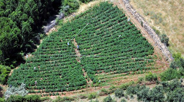 Silahların gölgesinde esrar tarlaları