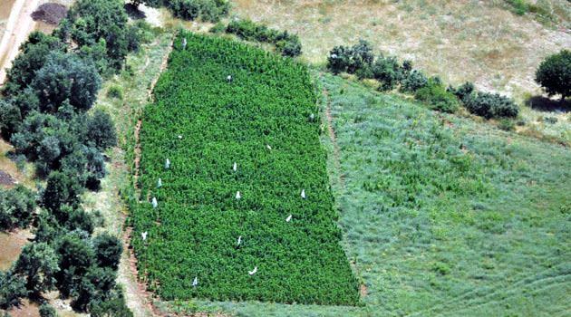Silahların gölgesinde esrar tarlaları