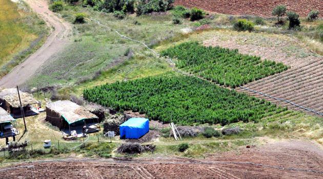 Silahların gölgesinde esrar tarlaları