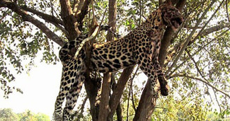 Leoparı idam ettiler