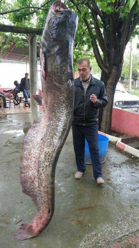 İzmir'de ilk defa böyle bir balık yakalandı - 1