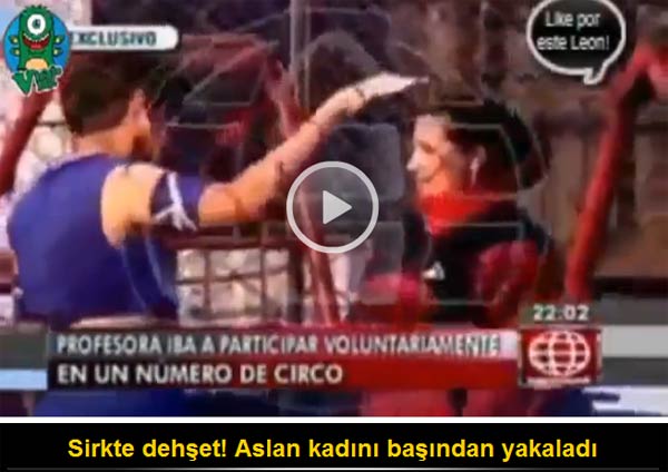 Sirkte dehşet! Aslan kadını başından yakaladı