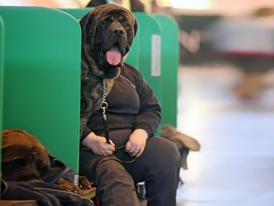 Köpeklerin objektife takılan 'o' anları