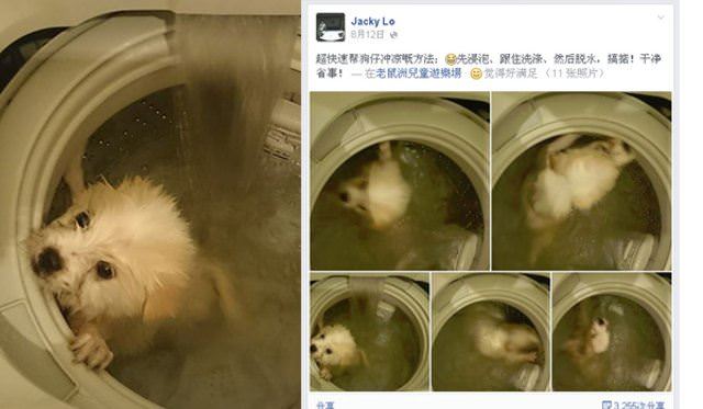 Köpeğini çamaşır makinesine attı