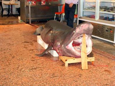 Bursalıların 'Jaws' merakı