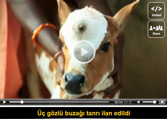 Üç gözlü buzağı tanrı ilan edildi