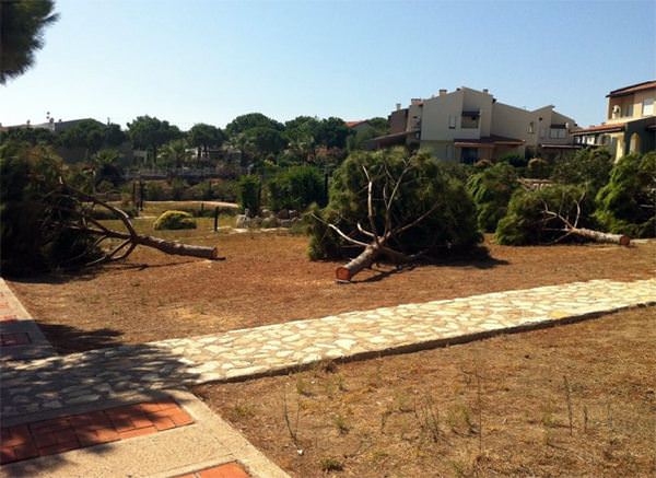 Mesele ağaç değilmiş! - 1