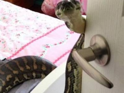 İnanılır gibi değil! Kapıyı dev piton açtı