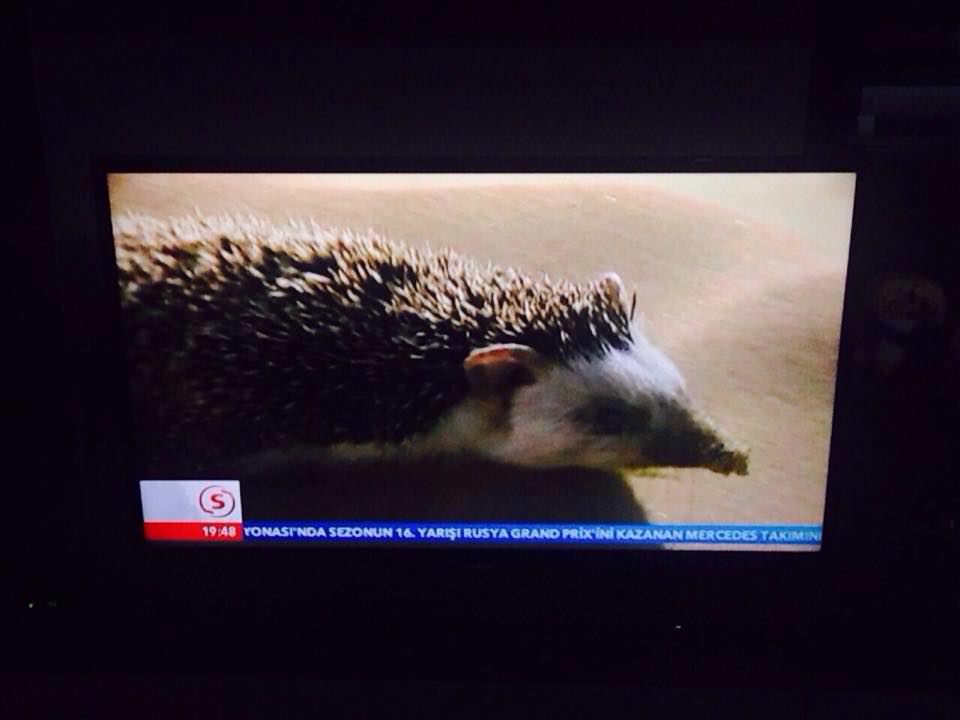 Sandıklar açıldı STV belgesel koydu