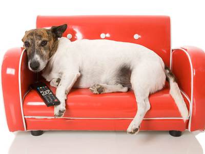 Köpeklere özel TV kanalı Avrupa'da