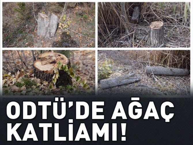 ODTÜ'de ağaç katliamı!