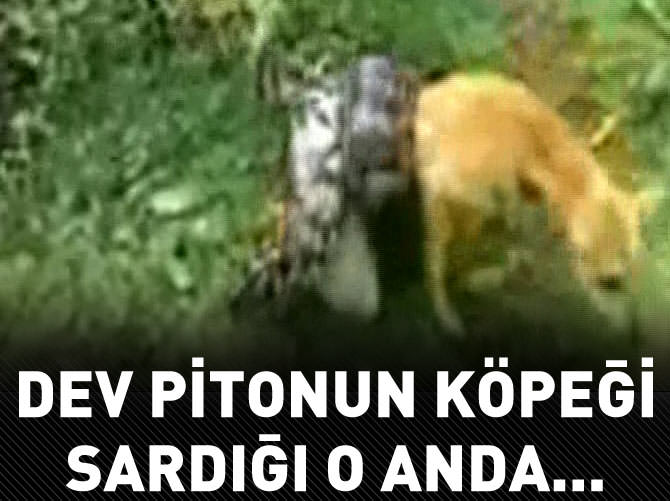 Köpeğini dev pitondan böyle kurtardı