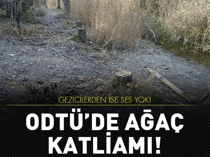 Ağaçlar katlediliyor Geziciler sessiz!