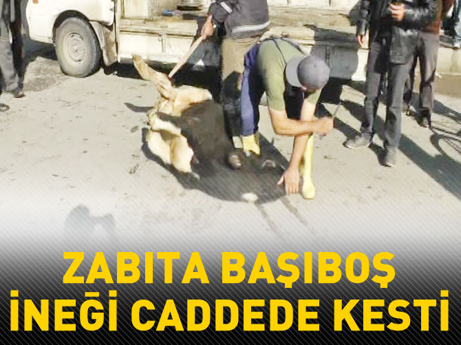 Zabıta başıboş ineği caddede kesti