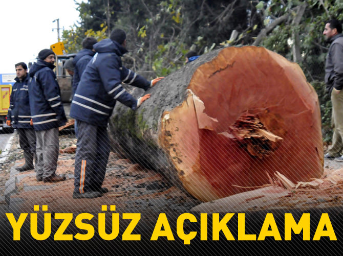 Yalova'da kesilen ağaçlar muhtaçlara yakacak verilecek