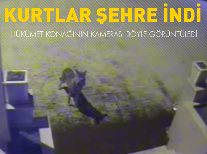Kurtlar şehre indi