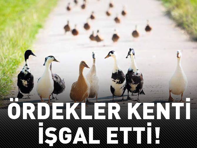 Binlerce ördek kenti işgal etti!