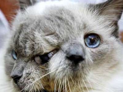 İki yüzlü kedi öldü