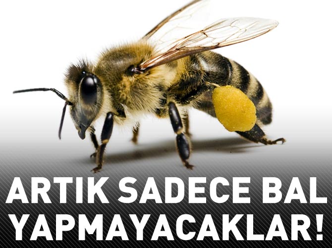 Dedektör arılar geliyor!