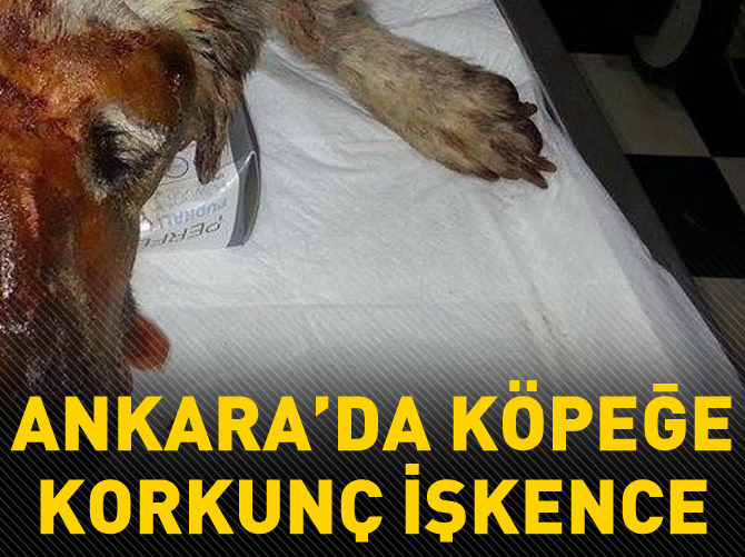Ankara'da köpeğe korkunç işkence