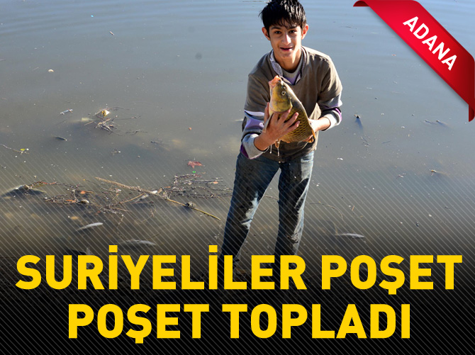 Suriyeliler ölü balıkları poşet poşet topladı