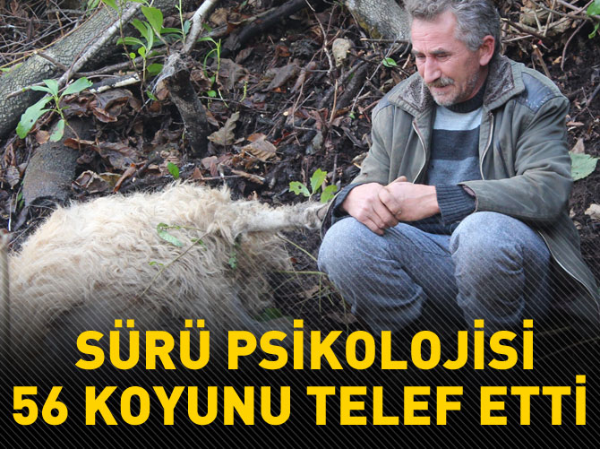 Ordu'da sürü psikolojisi 56 koyunu telef etti