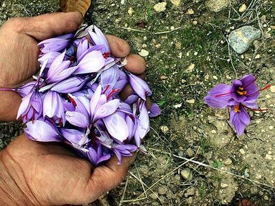 "Dünyanın en pahalı bitkisi" millileştirildi