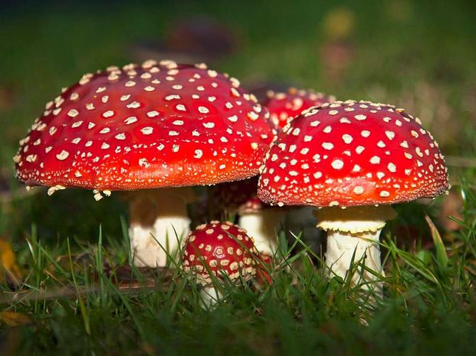 Kaz Dağları'nda "Sihirli Mantar" bulundu