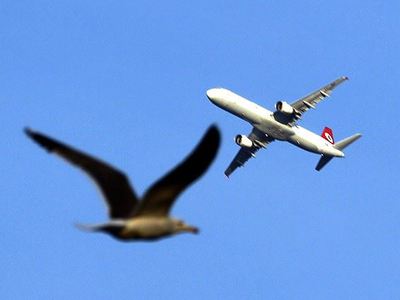 Atatürk Havalimanı'na kuş giremeyecek