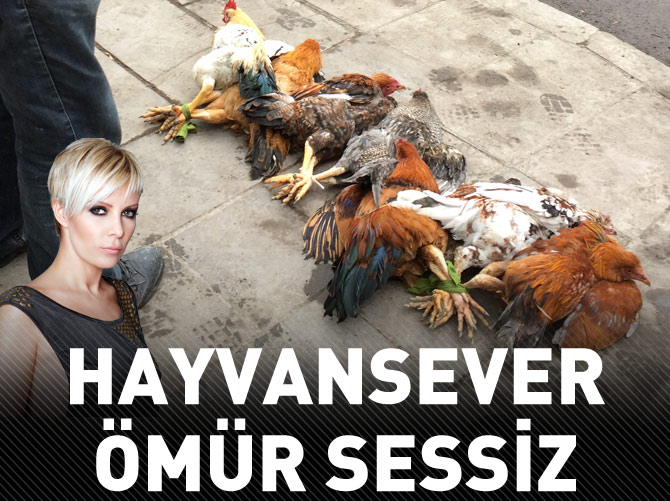 Yılbaşında binlerce hindi kesilmeyi bekliyor