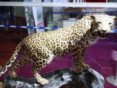 Leoparın öldürülmesine beraat