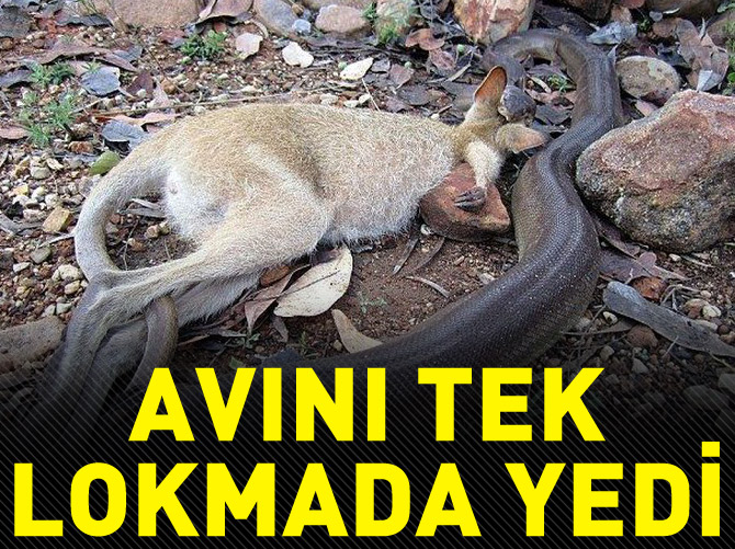 Avını tek lokmada yedi