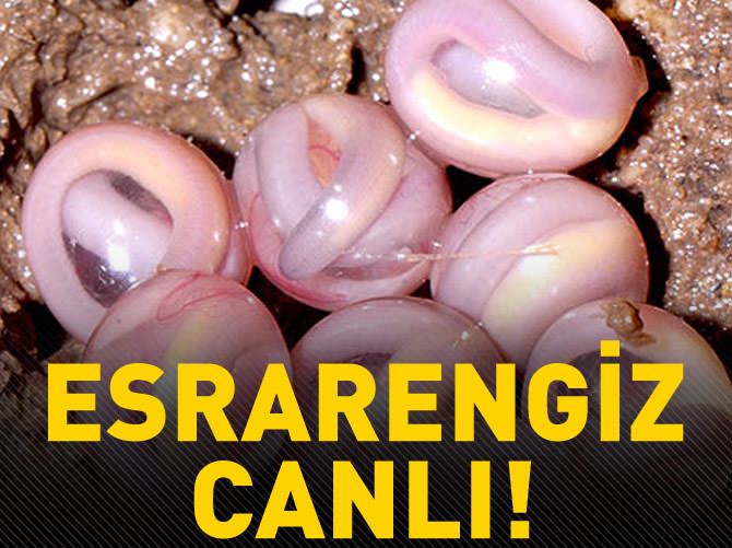 Herkesi korkutan esrarengiz canlı