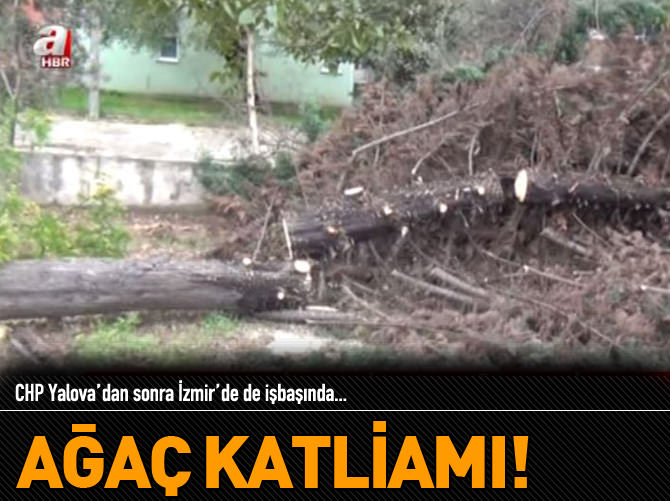 İzmir'de ağaç katliamı!