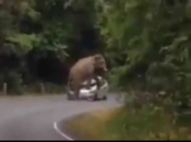 Fil durdurduğu otomobili ezdi!