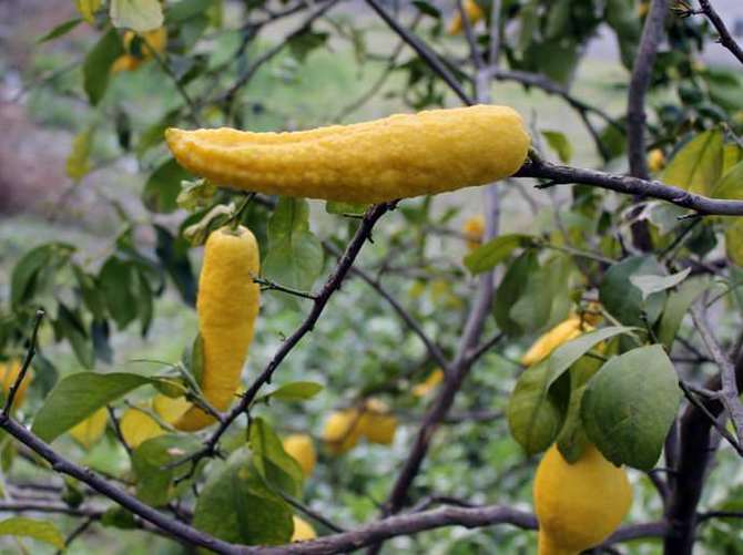 Biber görünümlü limon!