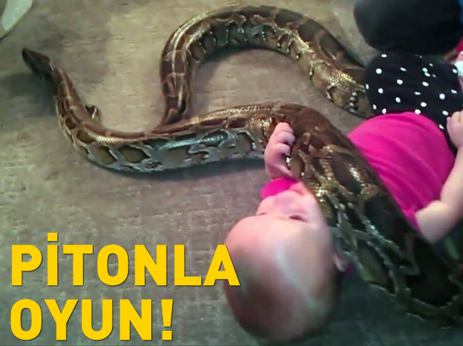 Evcil pitonla oynayan bebek!