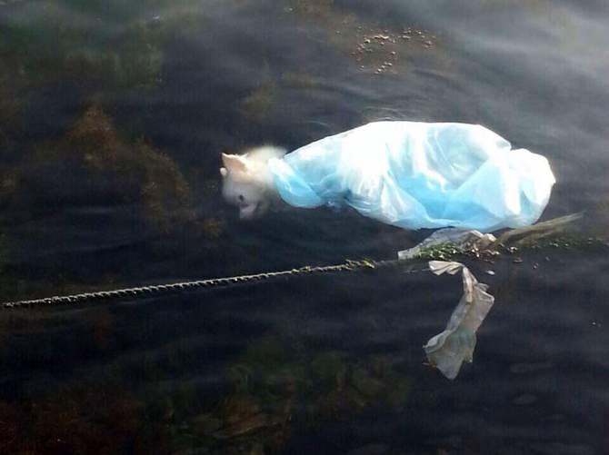 İstanbul'da vahşet! Köpeği poşete koyup denize attılar
