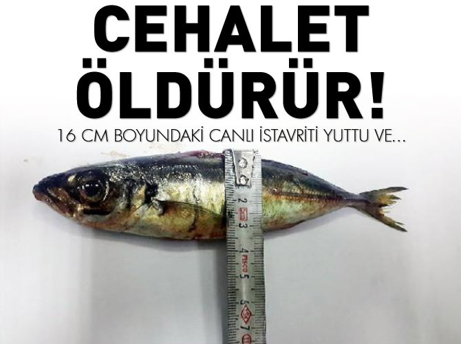 16 cm uzunluğunda istavriti yuttu neredeyse ölüyordu!