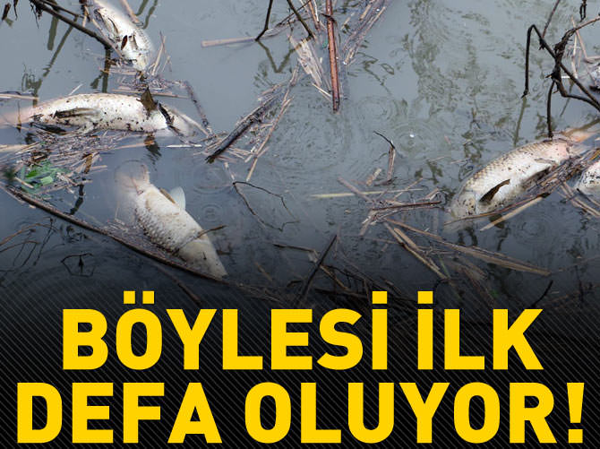 Böylesi ilk kez oluyor, Riva Deresi ölü balık akıyor!