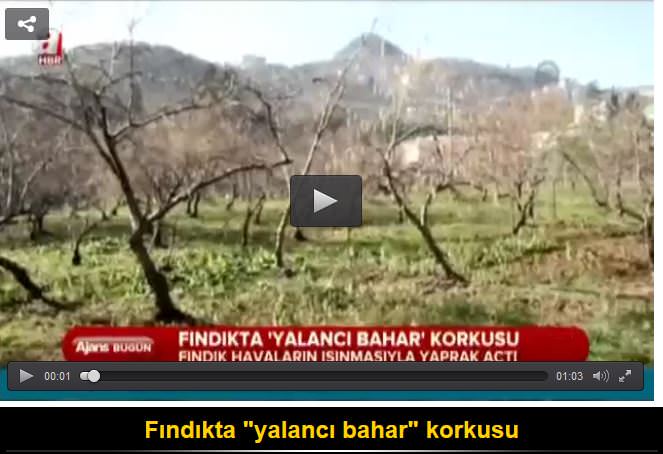 Fındıkta 'yalancı bahar' tehlikesi