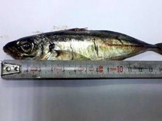 16 cm'lik balığı yutan kadın öldü