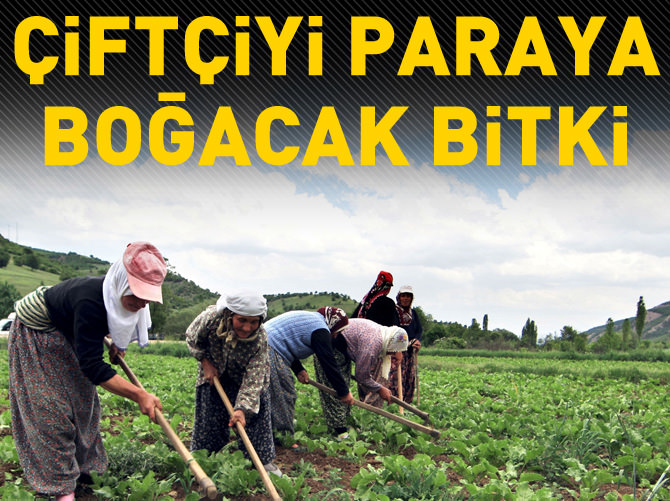 Çiftçiyi paraya boğacak bitki