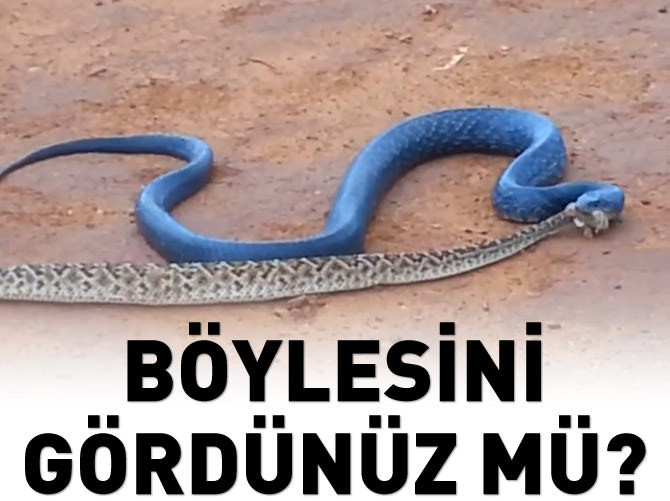 Böyle bir yılan görmüş müydünüz?